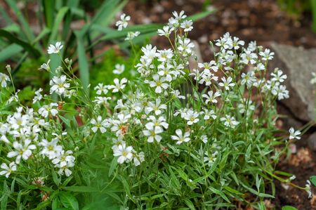 many small chamomile flowers close up among the plants in the flowerbedの写真素材
