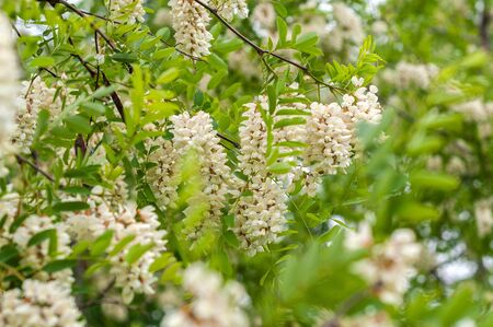 Acacia branch with clusters of white flowers and green leavesの写真素材