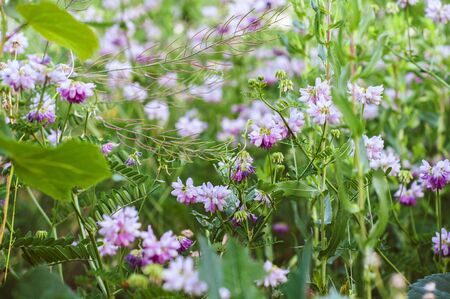 Background of field grass plants with seeds and violet flowersの写真素材