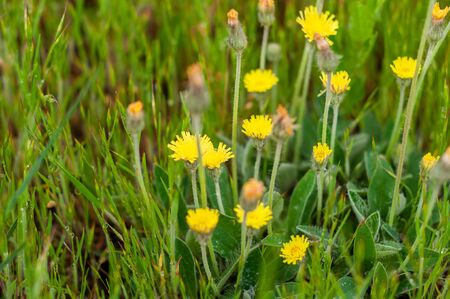 background of various green plants and tall wildflowers of yellow on the lawnの写真素材