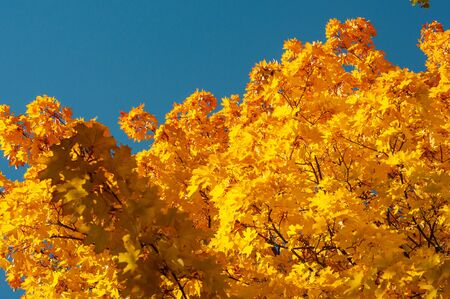 Bright yellow-orange leaves maple against blue sky. Autumn background with golden yellow foliage. Plants outdoors. Horizontal background. Bright autumn time. Colorful time year.の写真素材