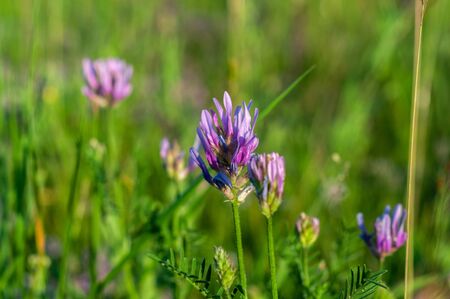 Purple clover flowers growing among meadow grassの写真素材