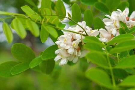Acacia branch with clusters of white flowers and green leavesの写真素材