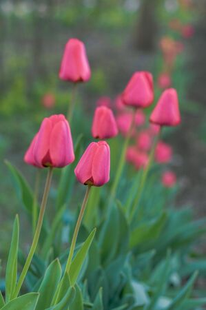 many red closed tulips in the garden bedの写真素材