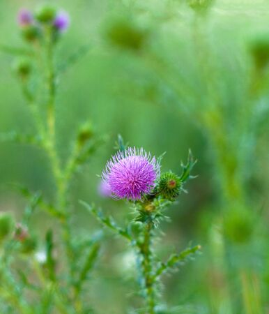 beautiful bright meadow purple flowers of a thistle, silybum marianumの写真素材