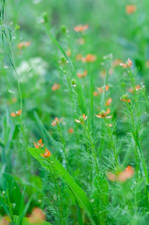 beautiful bright small flowers with red petals and green stems on a blurred backgroundの写真素材