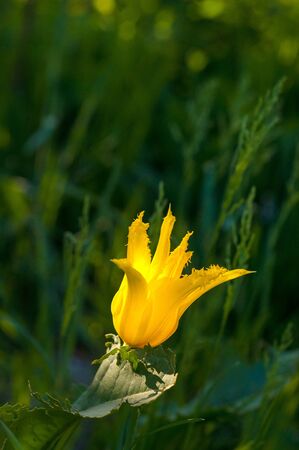 one opened bright yellow tulip on a blurred green backgroundの写真素材