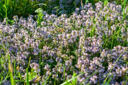 beautiful small flowers of thyme purple color close upの写真素材