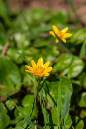 Blooming yellow flowers in the green grass on the background of the earthの写真素材