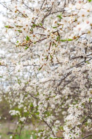 Blooming sweet cherry tree, with blooming white flowers and young green leavesの写真素材