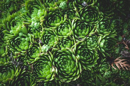 background of young green plants of succulents. Rejuvenated Sempervivum also known as the Stone Rose.の写真素材