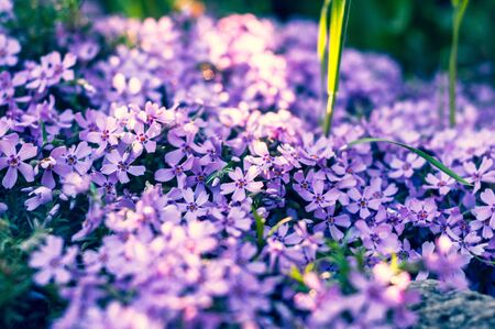 many small purple flowers buddleia with a close-up on a flowerbedの写真素材
