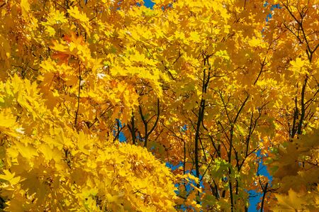 Autumn background with golden yellow foliage. Maple tree with bright yellow leaves. Plants outdoors. Horizontal background. Bright autumn time. Colorful time year.の写真素材