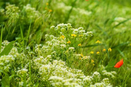 background of various green plants and tall wildflowers of white and yellow on the lawnの写真素材
