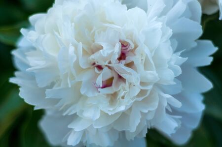 delicate beautiful single flower of white peony close upの写真素材