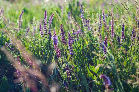Purple clover flowers growing among meadow grassの写真素材
