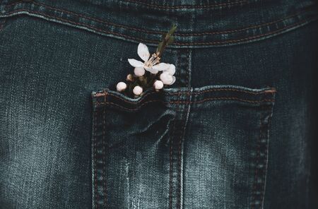 Denim background with a small sprig of cherries with blooming white flowers and young green leaves inserted into a denim pocketの写真素材