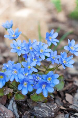 Background of field bright and beautiful blue flowersの写真素材