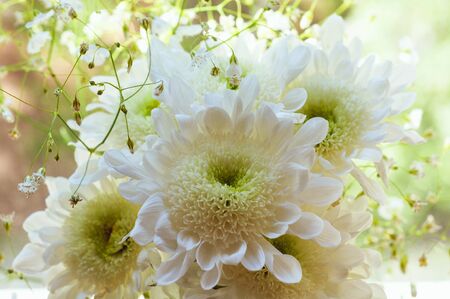 Bouquet of delicate beautiful flowers of white chrysanthemums close upの写真素材