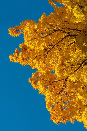 Bright yellow orange leaves maple against blue sky. Plants outdoors...Vertical background. Bright autumn time. Colorful time year. Yellowed yellow-gold leaves on tree.の写真素材