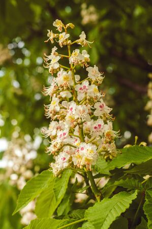 blooming bunch of chestnut and green leavesの写真素材
