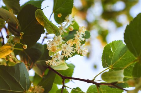 beautiful yellow linden flowers on the branches of a tree close up against the blue skyの写真素材