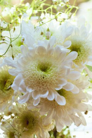 Bouquet of delicate beautiful flowers of white chrysanthemums close upの写真素材