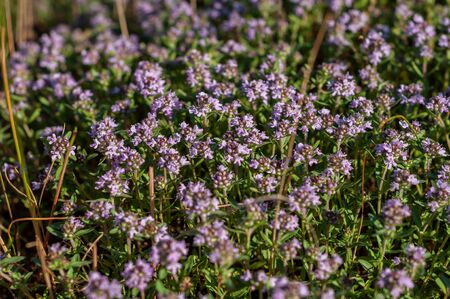 beautiful small flowers of thyme purple color close upの写真素材