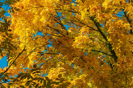 Autumn background with golden yellow foliage. Maple tree with bright yellow leaves. Plants outdoors....