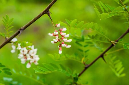 The branches of acacia on the background of green grass and bright foliageの写真素材