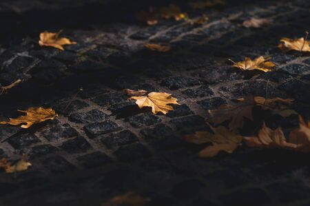 Fallen yellow maple leaves on stone pavement. Bright autumn time...Colorful time year. Plants outdoors. Horizontal background. Autumn is bright season.の写真素材
