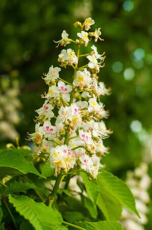 bunch of white with yellow and pink color, horse chestnut flowers on the background of green leavesの写真素材