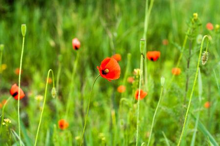 background of various green plants and tall wild flowers of red poppies on the lawnの写真素材