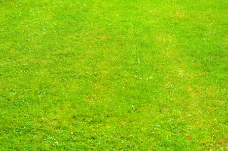 Background from bright green lawn close upの写真素材