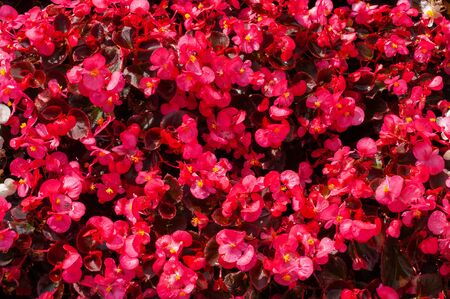 background of young flowers of red begonia closeupの写真素材
