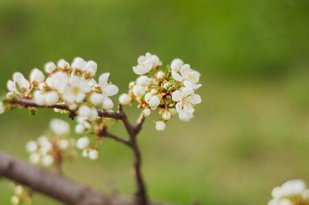 A blooming cherry tree, a branch close-up with white flowers and young green leaves, against the background of green grassの写真素材