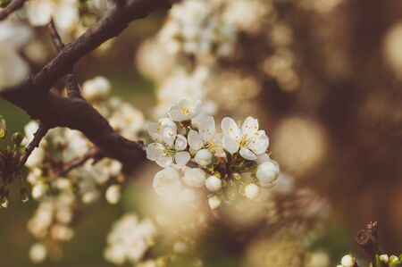 Background of blooming white flowers and buds on a branch of a cherry tree close-up on a blurred backgroundの写真素材