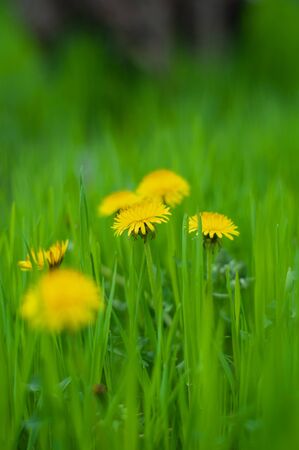 Yellow dandelion flowers in bright green grass close-upの写真素材