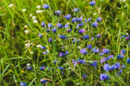 Small spring meadow flowers of white and purple color with green leaves and meadow plantsの写真素材