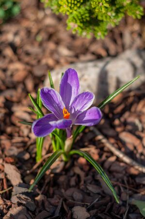 young purple crocus flower with green leaves close upの写真素材