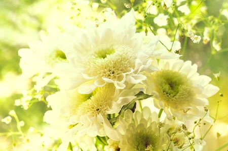 Bouquet of delicate beautiful flowers of white chrysanthemums close upの写真素材