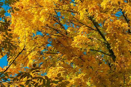 Autumn background with golden yellow foliage. Maple tree with bright yellow leaves. Plants outdoors. Horizontal background. Bright autumn time. Colorful time year.の写真素材