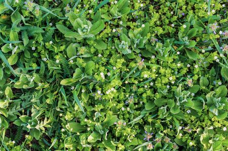 background of various green plants and small field flowers of white and purple colorの写真素材