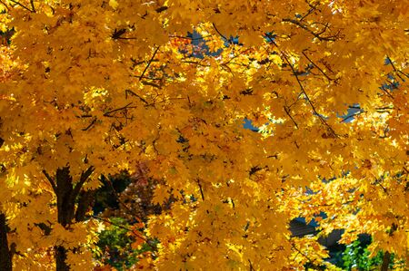 Yellowed leaves on tree. Horizontal background. Autumn is bright season. Colorful time year. Plants outdoors.の写真素材