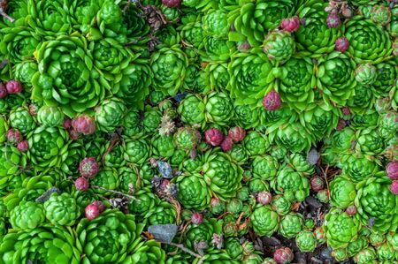 background of young green and small purple succulent plants. Sempervivum beetle known as Stone Rose.の写真素材