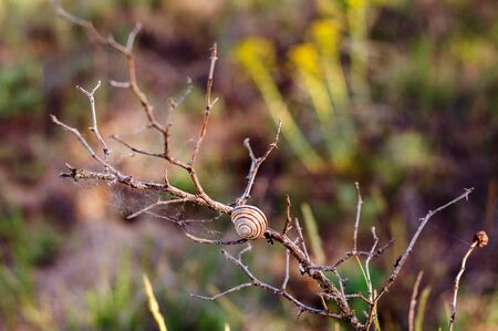 Snail on a dry branch of a bush on a blurred background of field plantsの写真素材