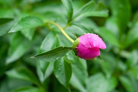 one lilac closed small peony bud close up among leavesの写真素材