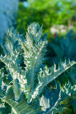 beautiful bright green with large prickly leaves thistle bush, silibum marianumの写真素材