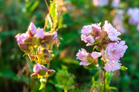 bunch of beautiful bright meadow purple flowers and unblown budsの写真素材