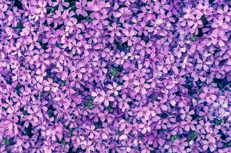 many small purple flowers buddleia with a close-up on a flowerbedの写真素材